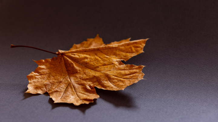Trockenes Ahornblatt