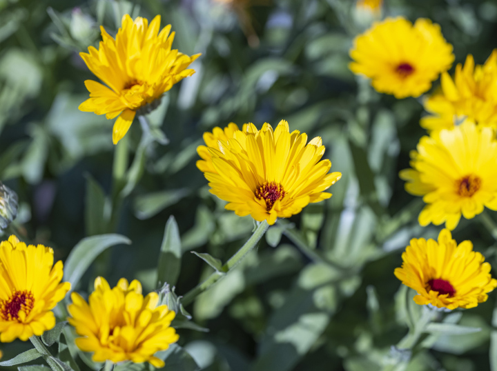 Ringelblume, gelbe Blumen