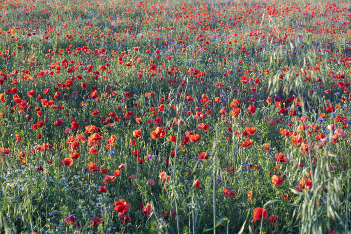 Wiese mit Mohnblumen