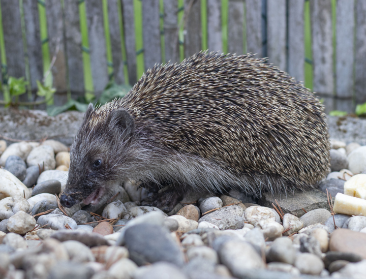 Junger Igel auf Steinen