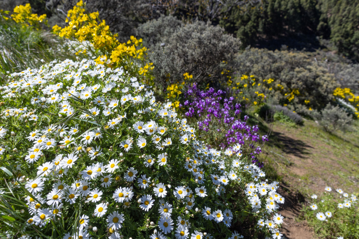 Pflanzen im Naturzustand von Gran Canaria