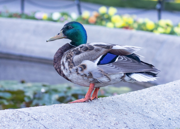 Ente im Park