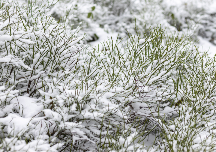 Schnee zwischen Zweigen