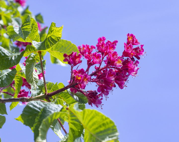 Rote Kastanienblume