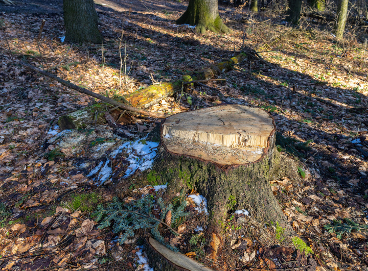 Stamm eines gefällten Baumes im Wald
