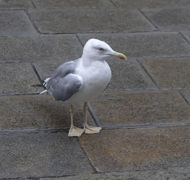 Möwe auf Steinpflaster