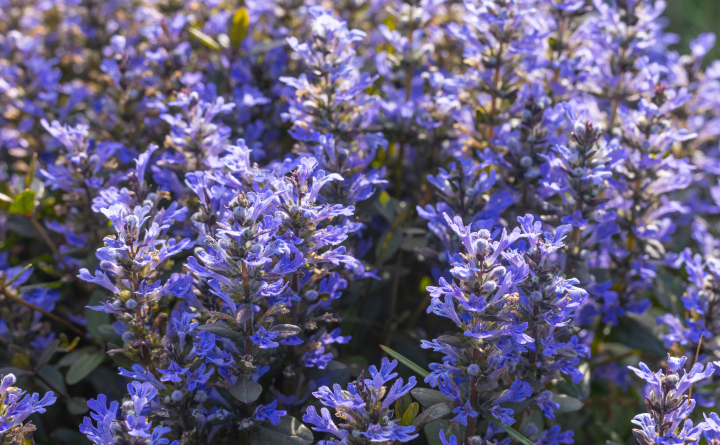 Käferkäfer, Ajuga reptans Blumen