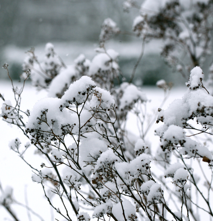 Winter im Garten