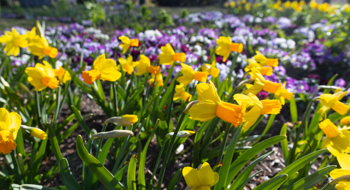 Blühende Narzissen im Park