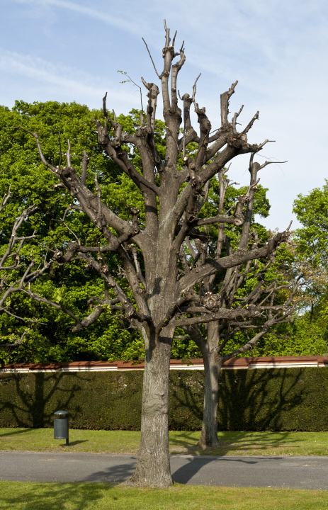 Baum mit beschnittenen Zweigen