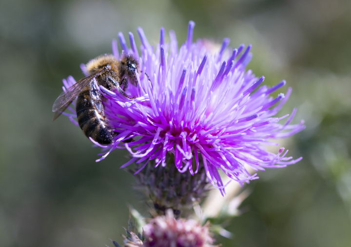 Blühende Distel und eine Biene