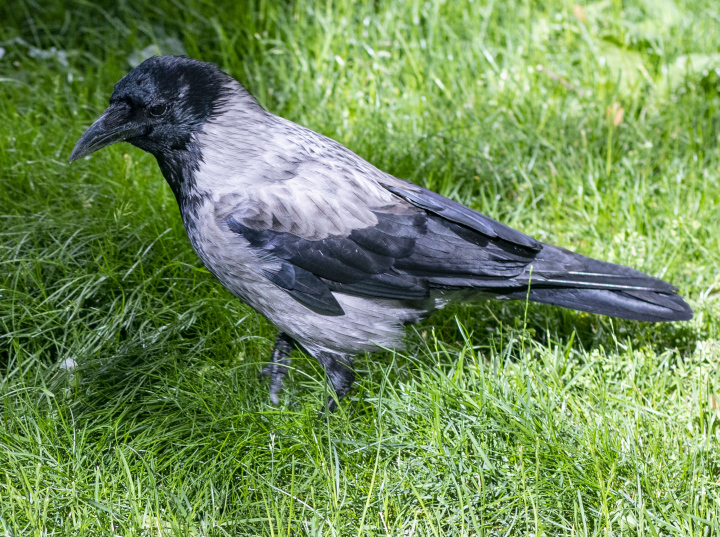 Graue Krähe auf Gras