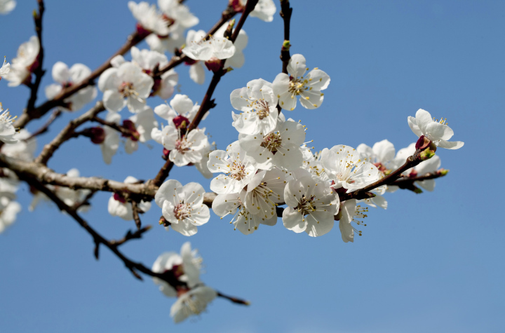 Kirschblüten