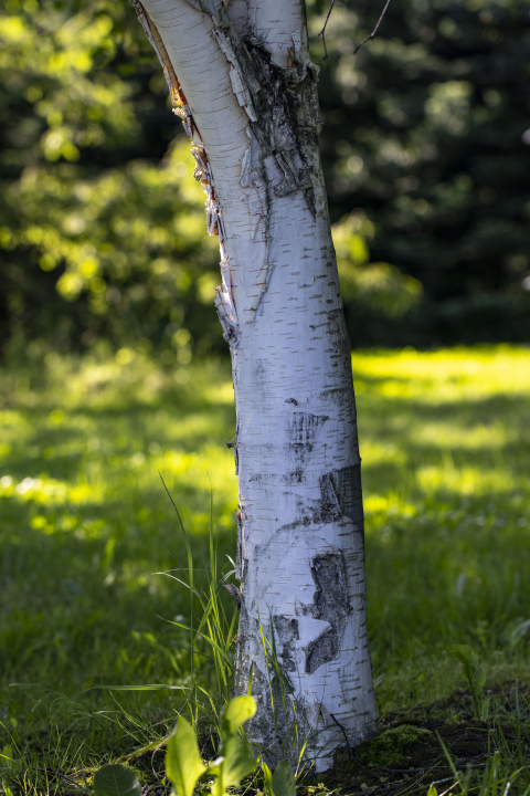 White Birch Trunk