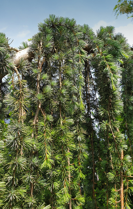 Cedar Dangling