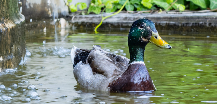 Ente in Sdazawka