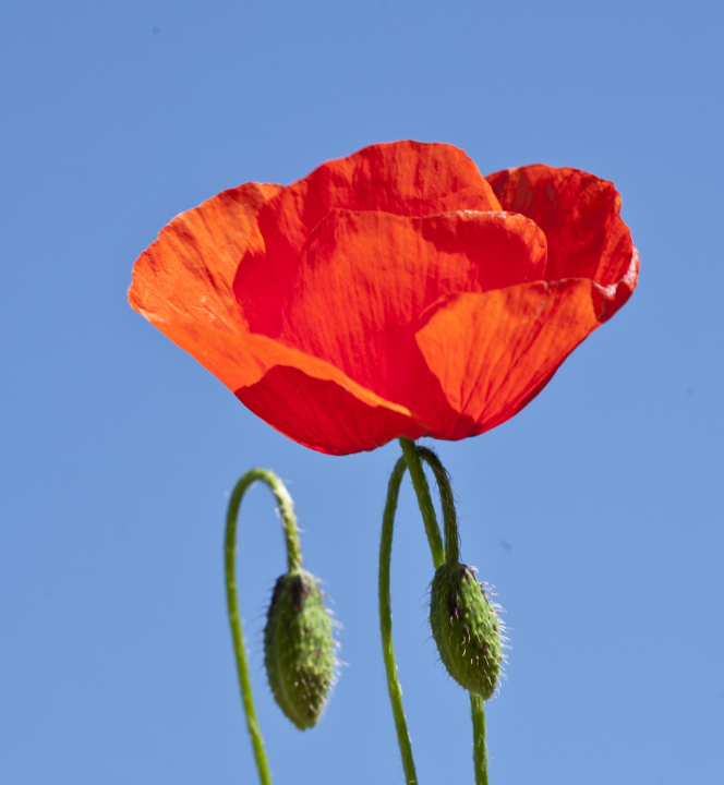 roter Mohn