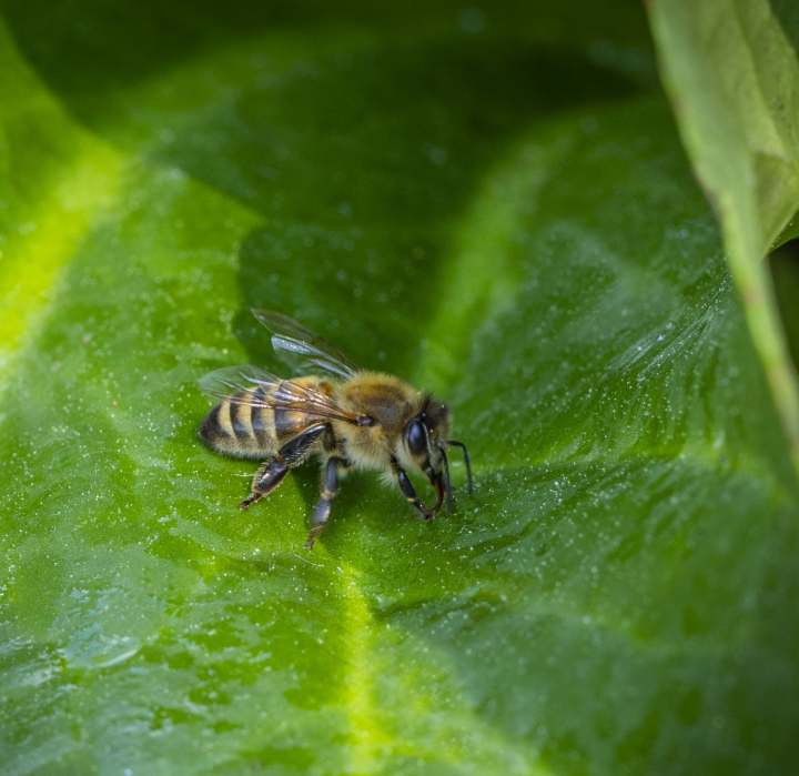 Biene auf dem Blatt