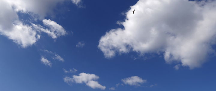 Blauer Himmel und ein einsamer Vogel