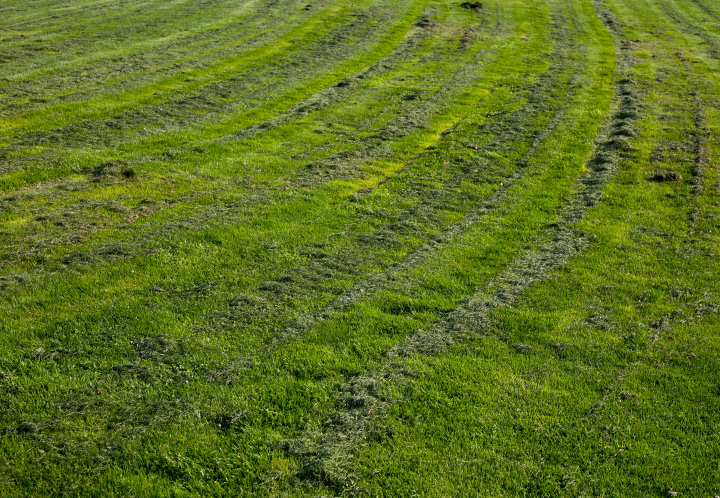 Gras nach dem Schneiden