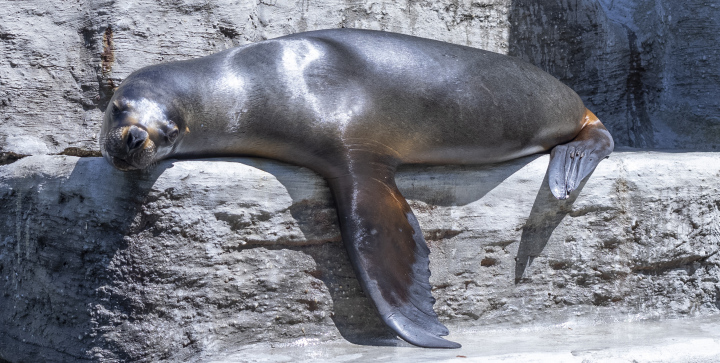 Siegel im Zoologischen Garten