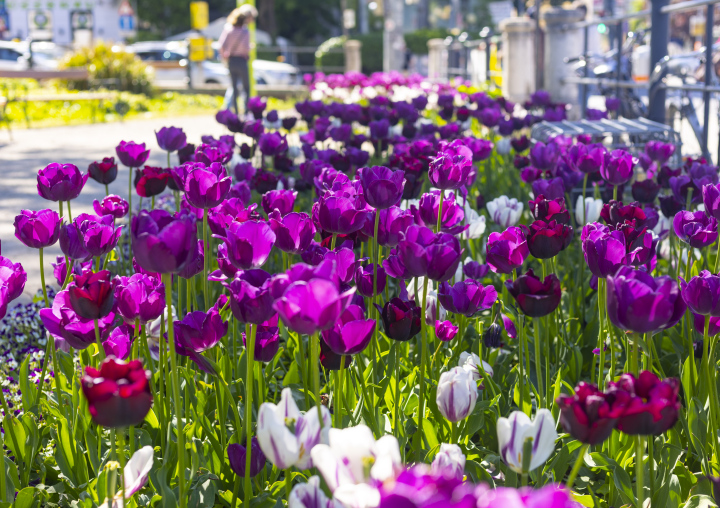 Violette Tulpen im Park