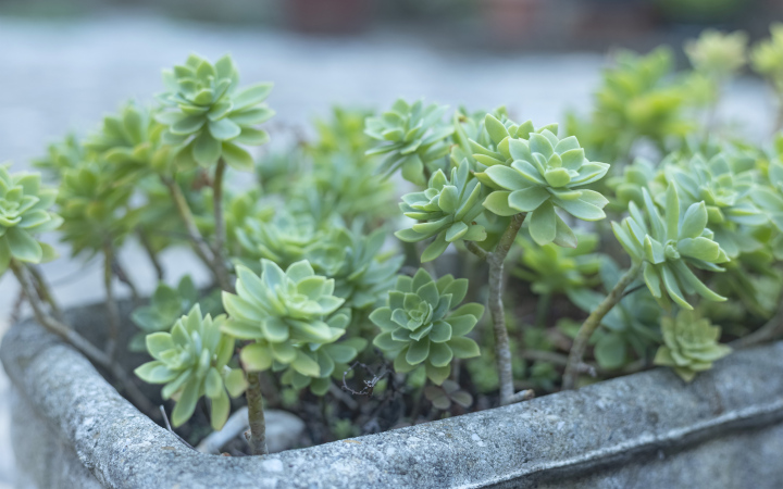 Sedumpflanzen im Topf, Gartenpflanzen