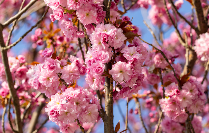 Dekorative japanische Kirsche. Blüte