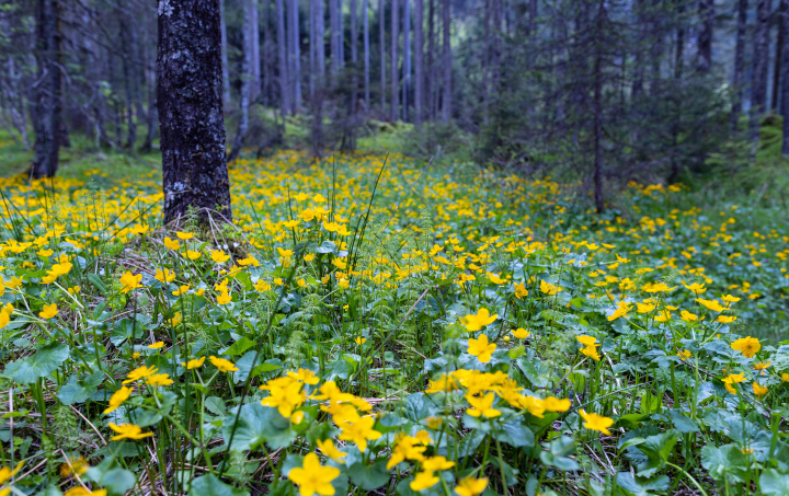 Gelbe Blumen im Wald