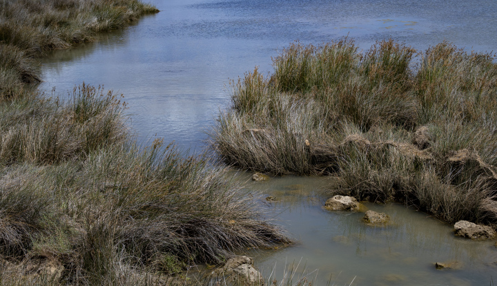 Feuchtgebiet mit Suchy Rushes