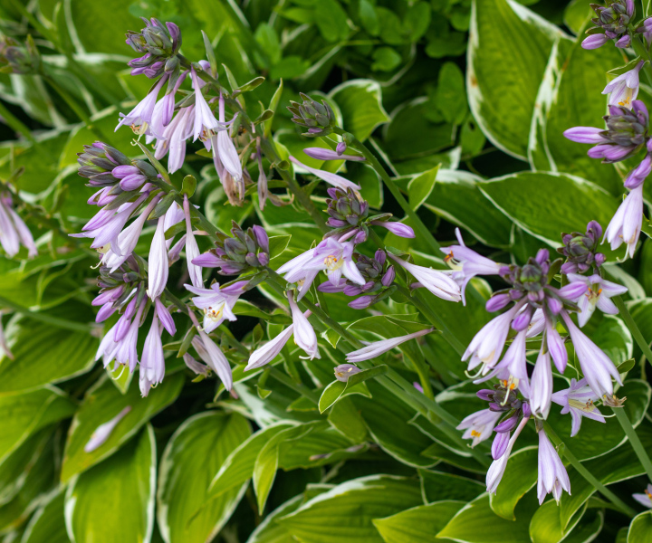 Hosta blüht im Garten