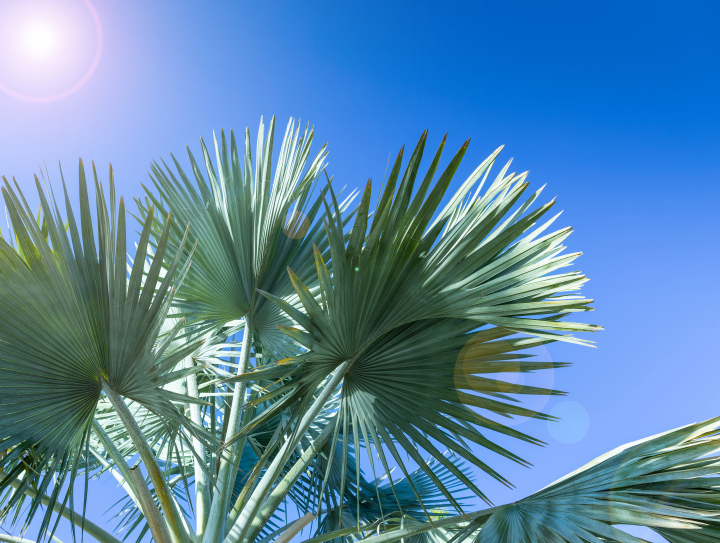 Palmblätter in der Sonne