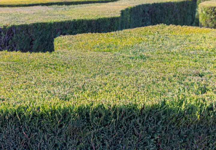 Beschnittene Büsche, geformte Hecke