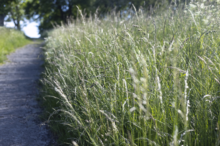 Hohes Gras neben dem Weg