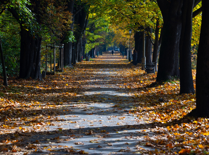 Parkallee mit Baumreihen. Herbstliche Landschaft.