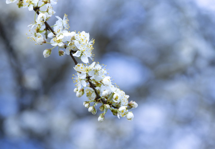 Weiße Kirschblüten, Zweig. Frühling