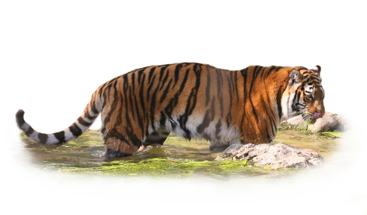 Tiger im Wasser