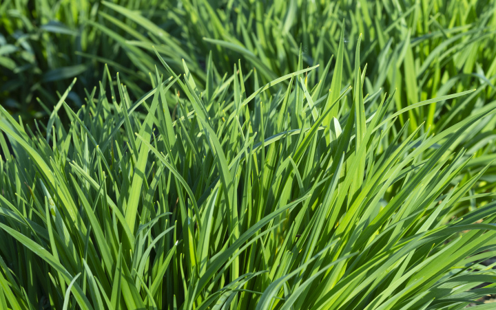 Büschel grünes Gras