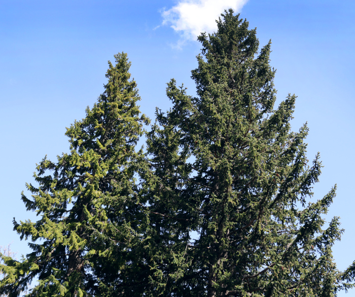 Hohe Fichten in der Natur