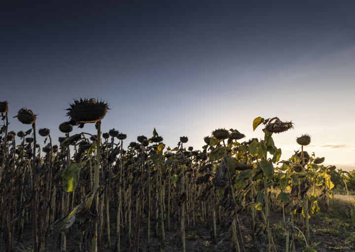 Wachsende Sonnenblumen