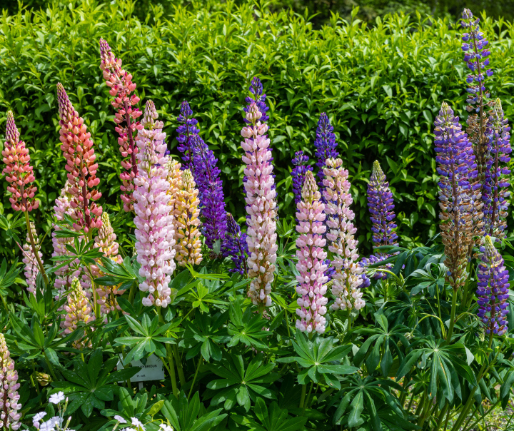 Blühende Lupine