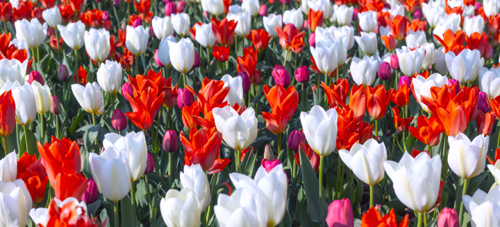 Blühende Tulpen in Weiß und Rot. Wachsende Blumen im Garten.