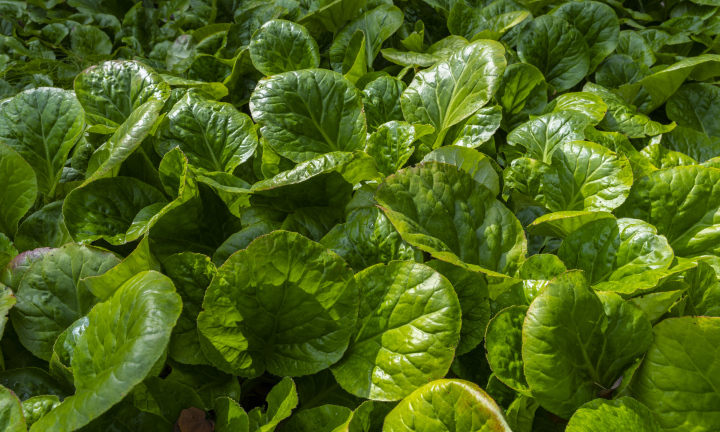 Bergenia grüne Blätter. kostenloses Foto