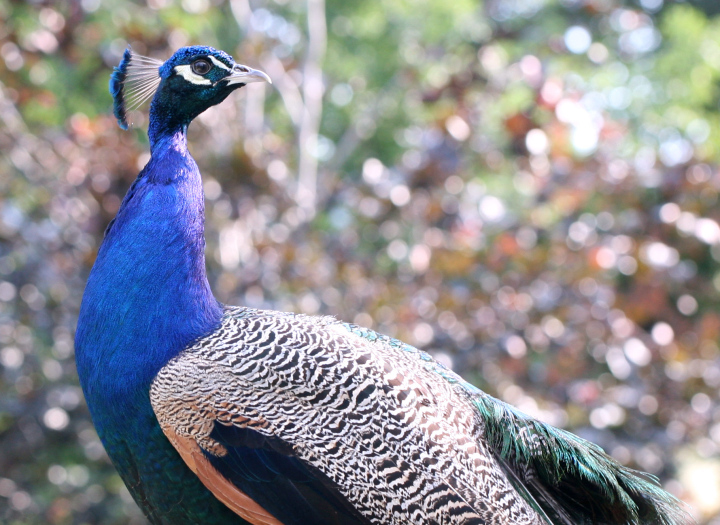 Pfau auf einem Spaziergang