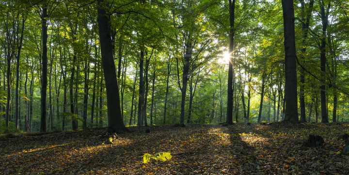 Sonnenaufgang im Laubwald