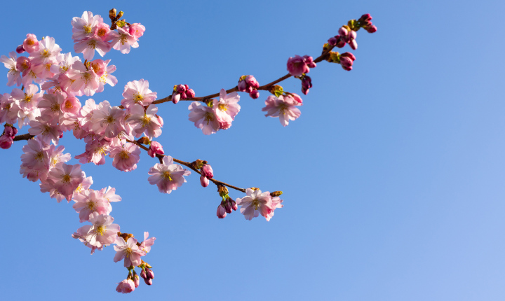 Frühling, rosafarbene Blumen auf dem Zweig.