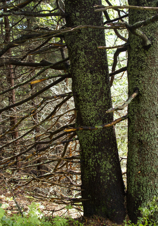 Zwei Stämme von Fichten im Wald