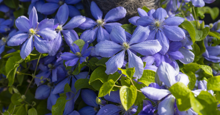 Lila Clematis