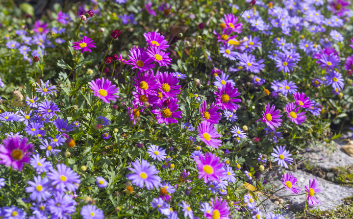 Schopfhund. Blumen im Garten