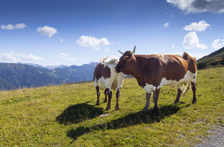 Kühe grasen in den Bergen